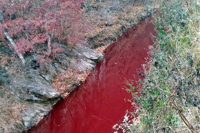 A river coloured red with pigs' blood in Yeoncheon county near the border between North and South Korea