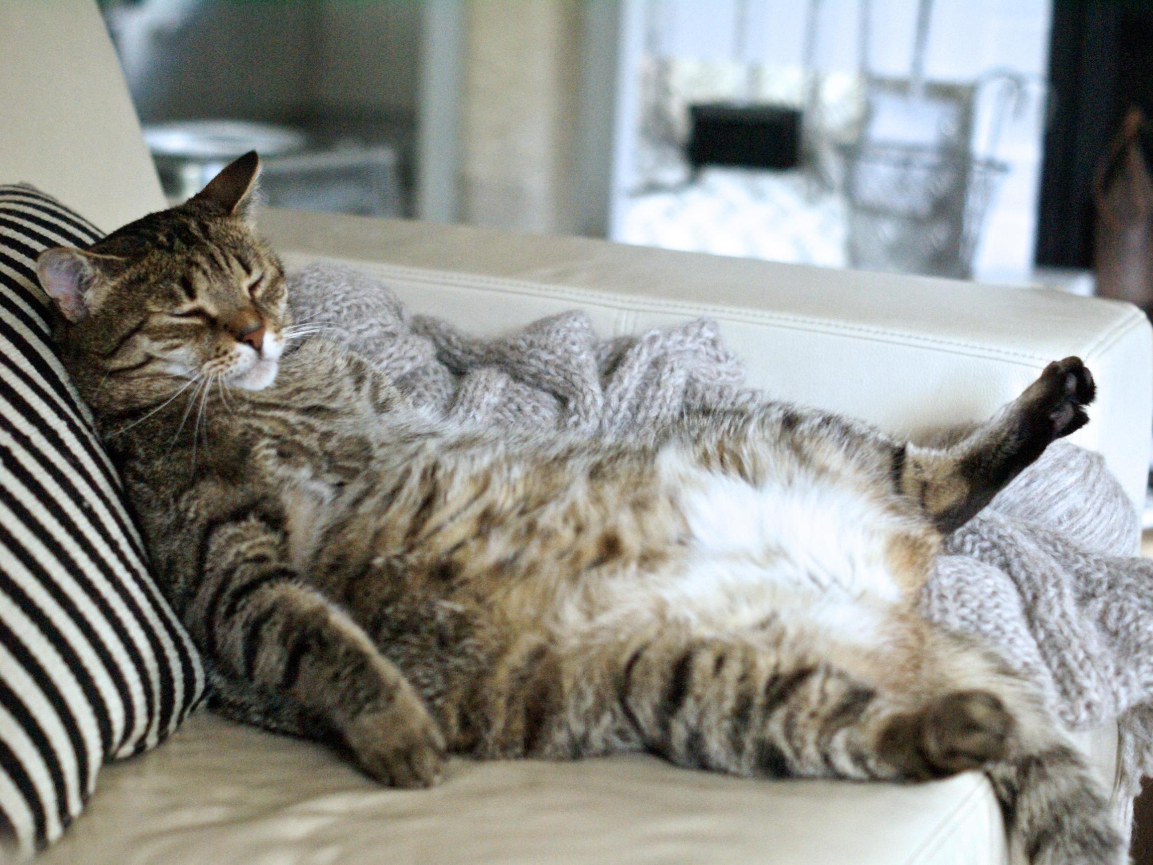 Obese pets: Millions of cats and dogs in the UK now considered overweight