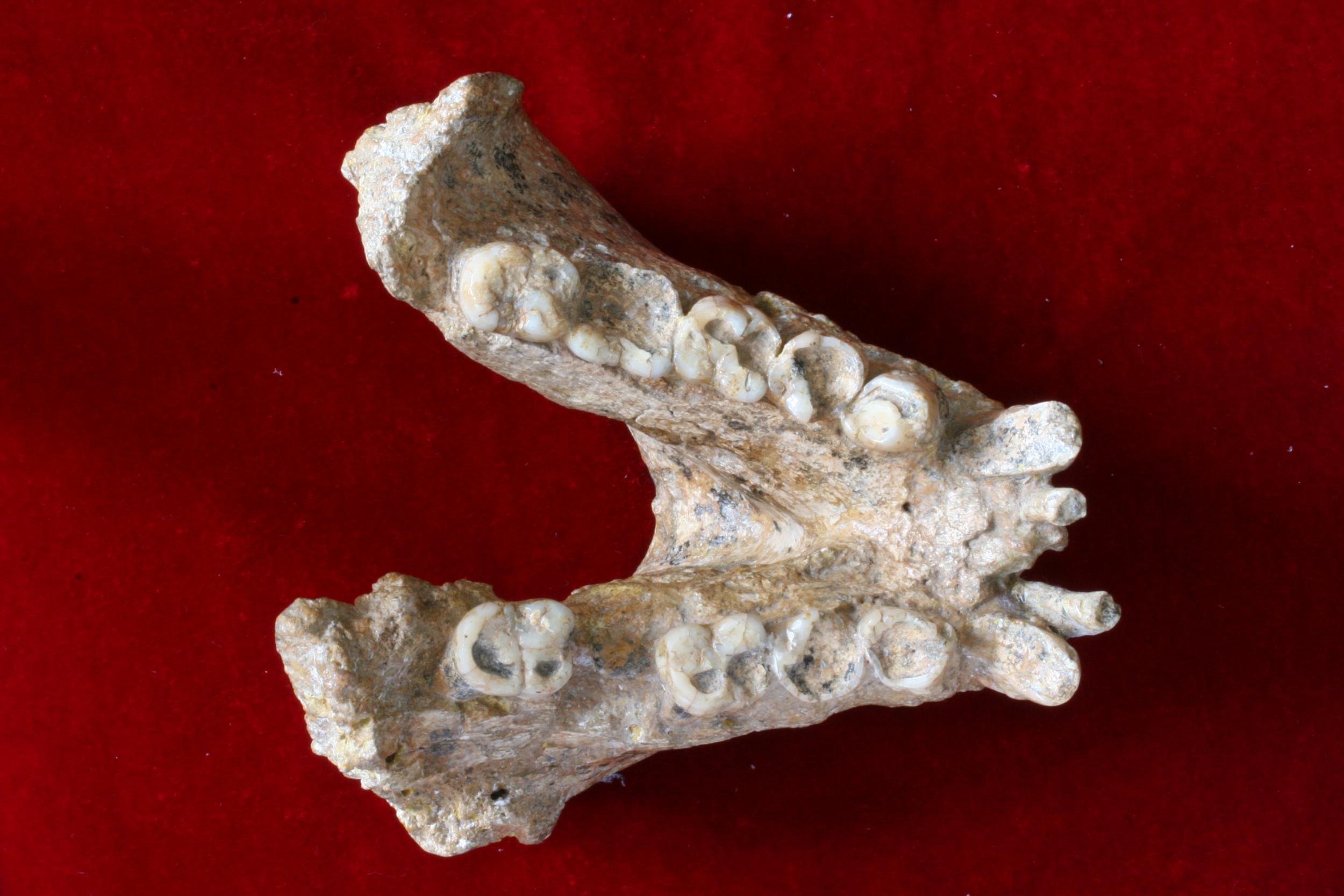Judging from the wide and flat shape of the molars (pictured) scientists believe Gigantophitecus was a herbivore