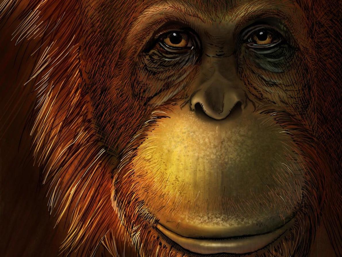 Breakthrough technique reveals ancient link between mysterious 2-million-year-old giant ape and modern orangutans