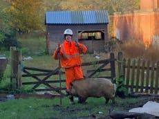Angry pig forces workmen fixing burst water main to flee