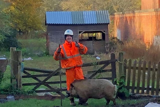 A pig named Pickle had to be coaxed away from a burst water main after charging at Thames Water workmen as they attempted to repair it in his field in Surbiton, southwest London, on 13 November 2019.