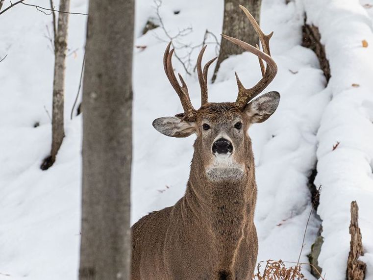 Staggering find: The three-antlered deer was seen five days before the hunting season begins