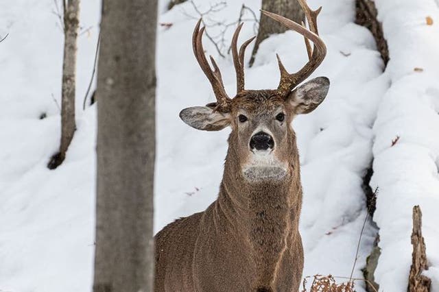 Staggering find: The three-antlered deer was seen five days before the hunting season begins