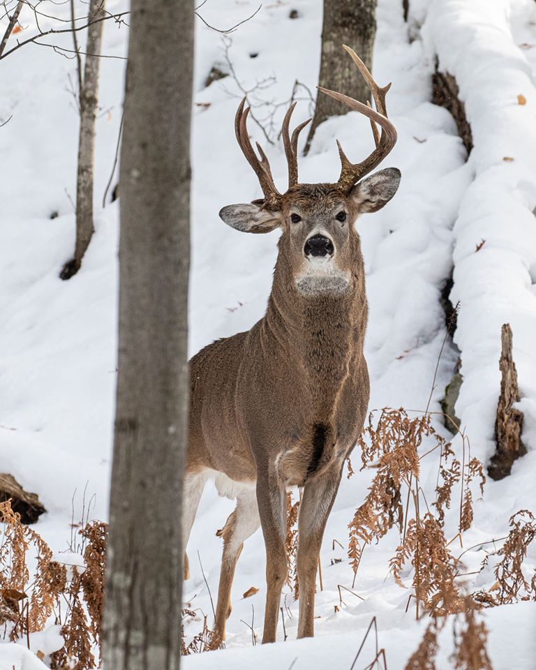 The three-antlered buck in all his glory