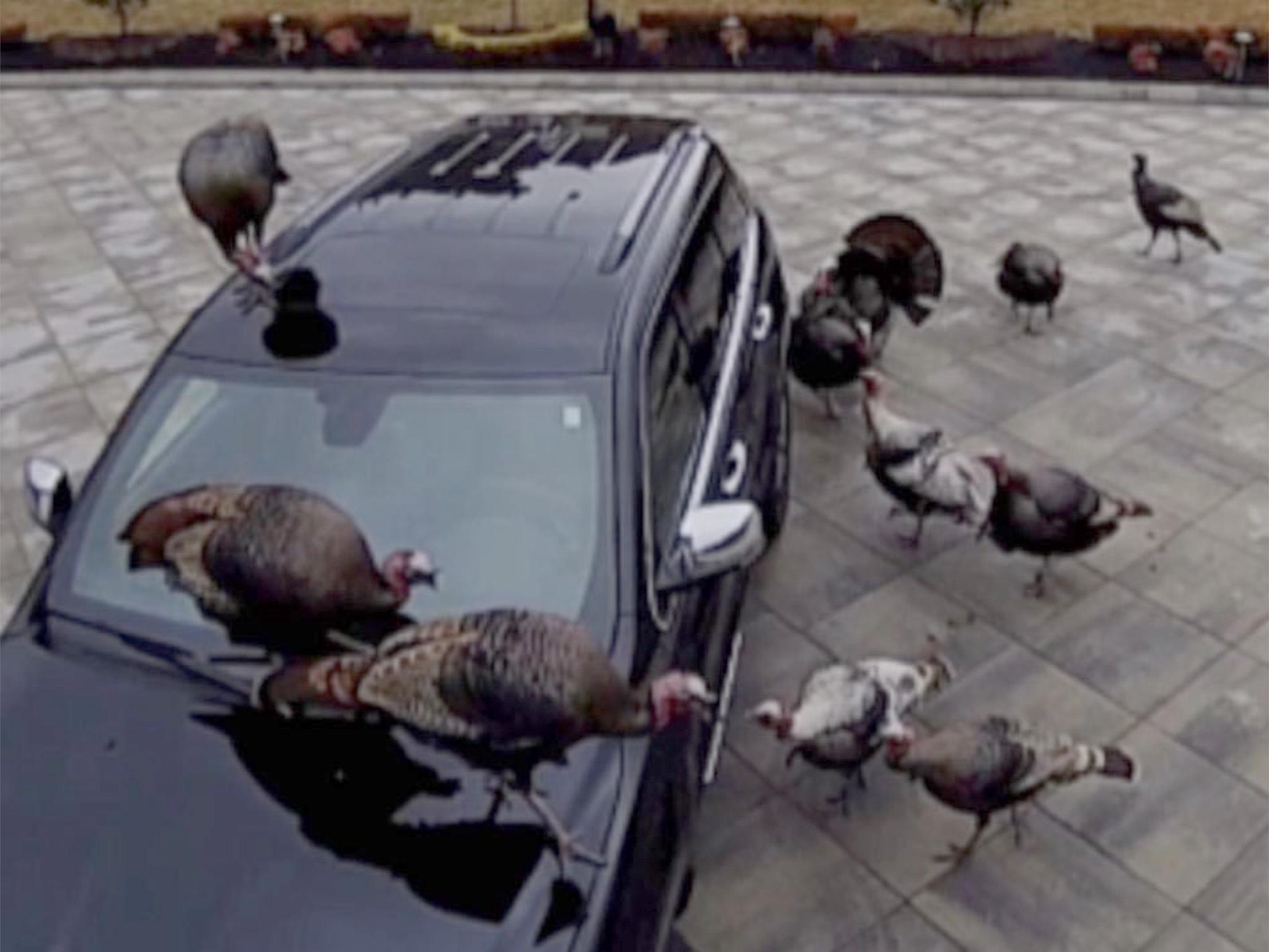 Some residents have complained about the behaviour of the turkeys