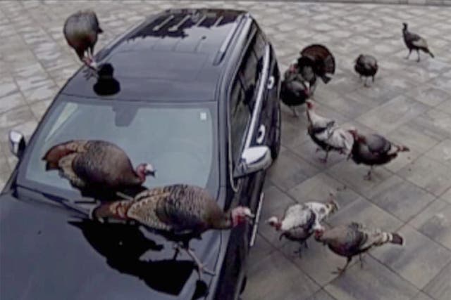 Some residents have complained about the behaviour of the turkeys