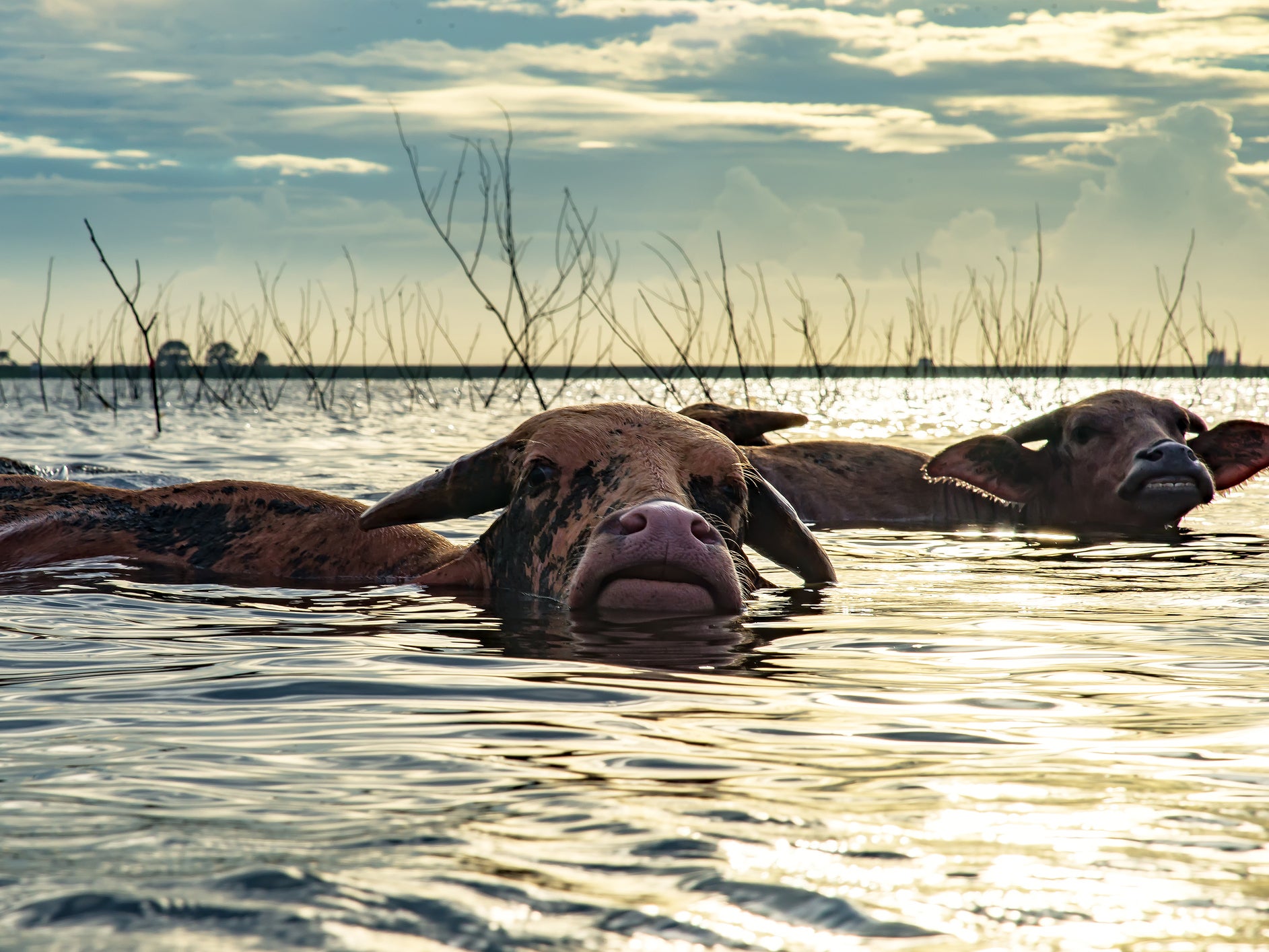 File photo of buffalo swimming