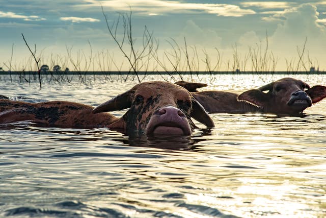 File photo of buffalo swimming