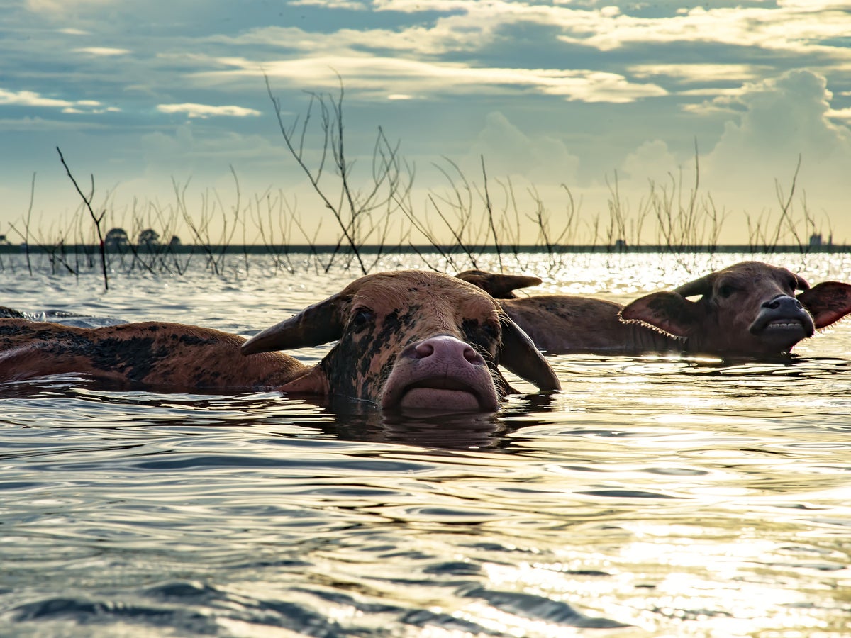 Cows swept away by floodwaters during Hurricane Dorian were found alive  four miles away on an island