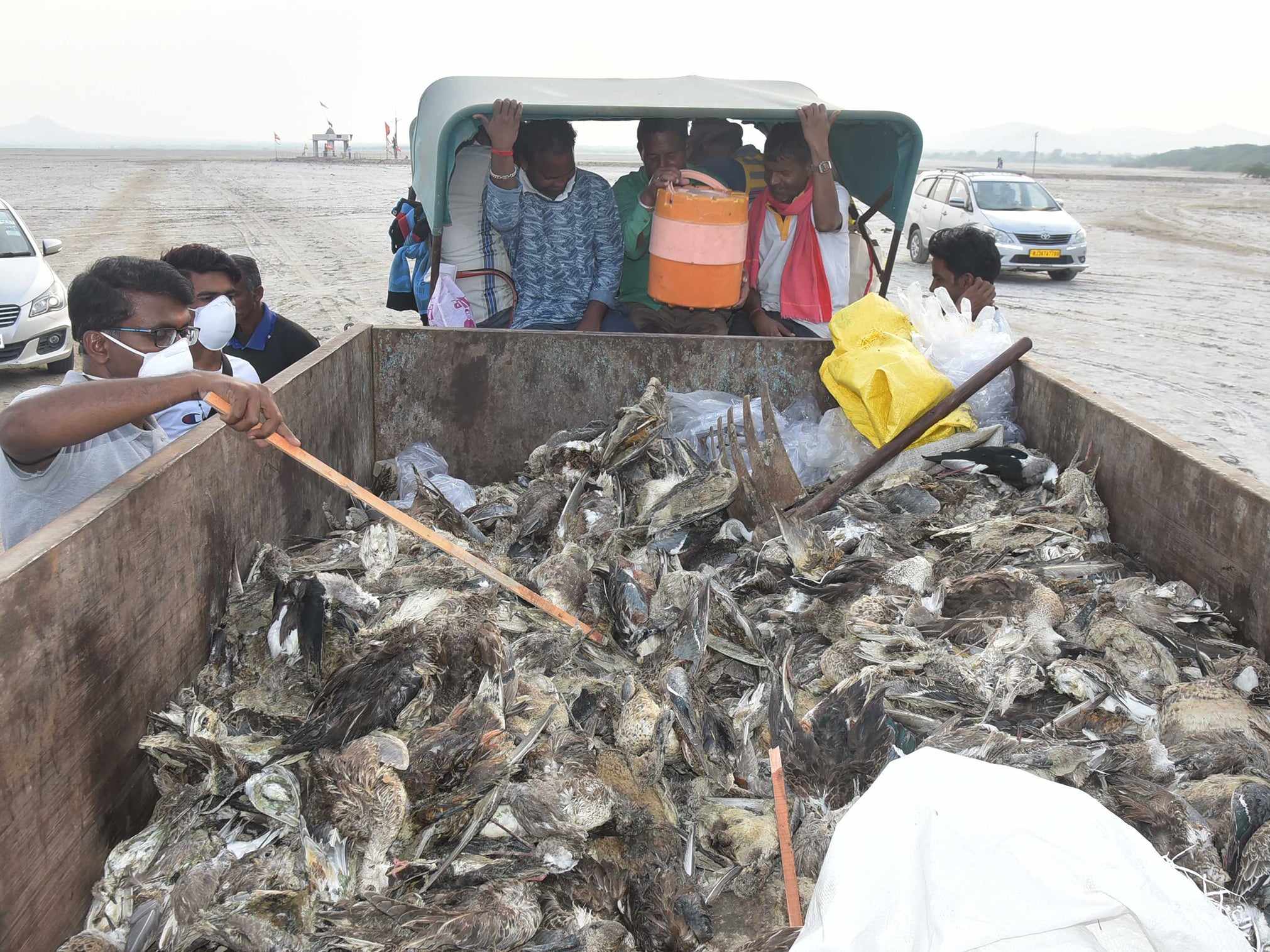 Officials check a container packed with the dead birds at Sambhar Lake