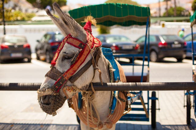 Donkey taxis are popular in Mijas Pueblo