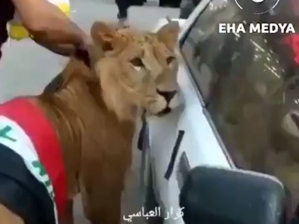 Protester brings lion &apos;to anti-government demonstration&apos;