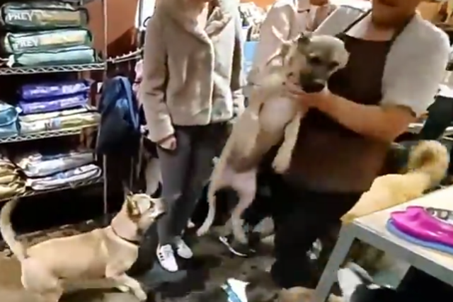 Dog abuse incident caught on camera at LA pet shop