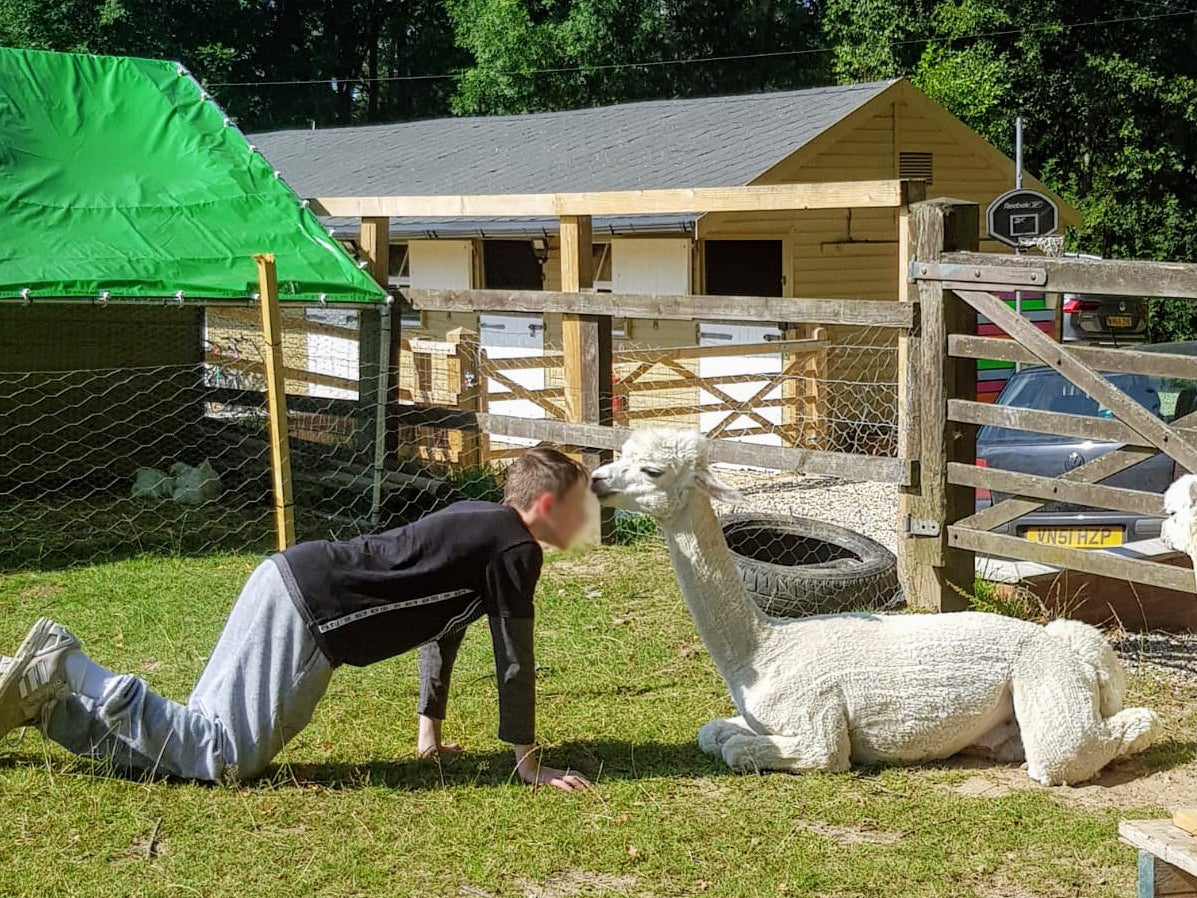 A child with one of the therapy alpacas