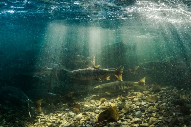 Salmon swim upstream of Onnebetsu river to spawn near the Sea of Okhotsk