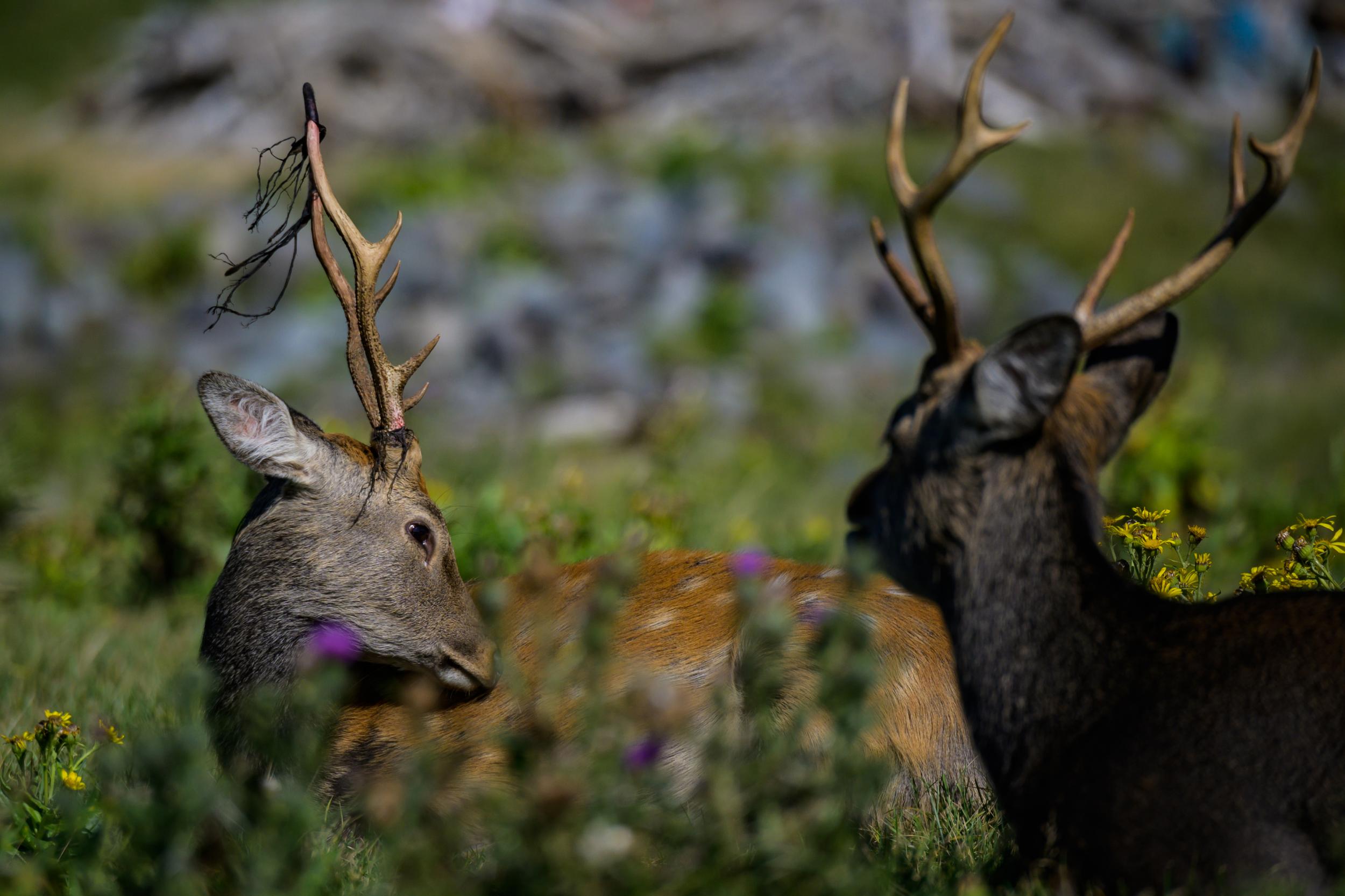 Sika deer wander near the Rusha River in Shiretoko National Park, Hokkaido