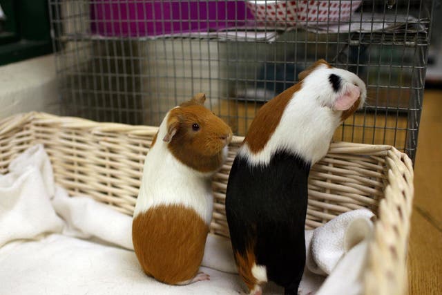 One of the guinea pigs is still missing after the pet shop heist