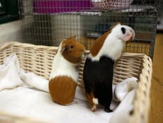 ‘Give me the guinea pigs!’: Pet shop owner says stolen animal thrown at him after chasing thieves