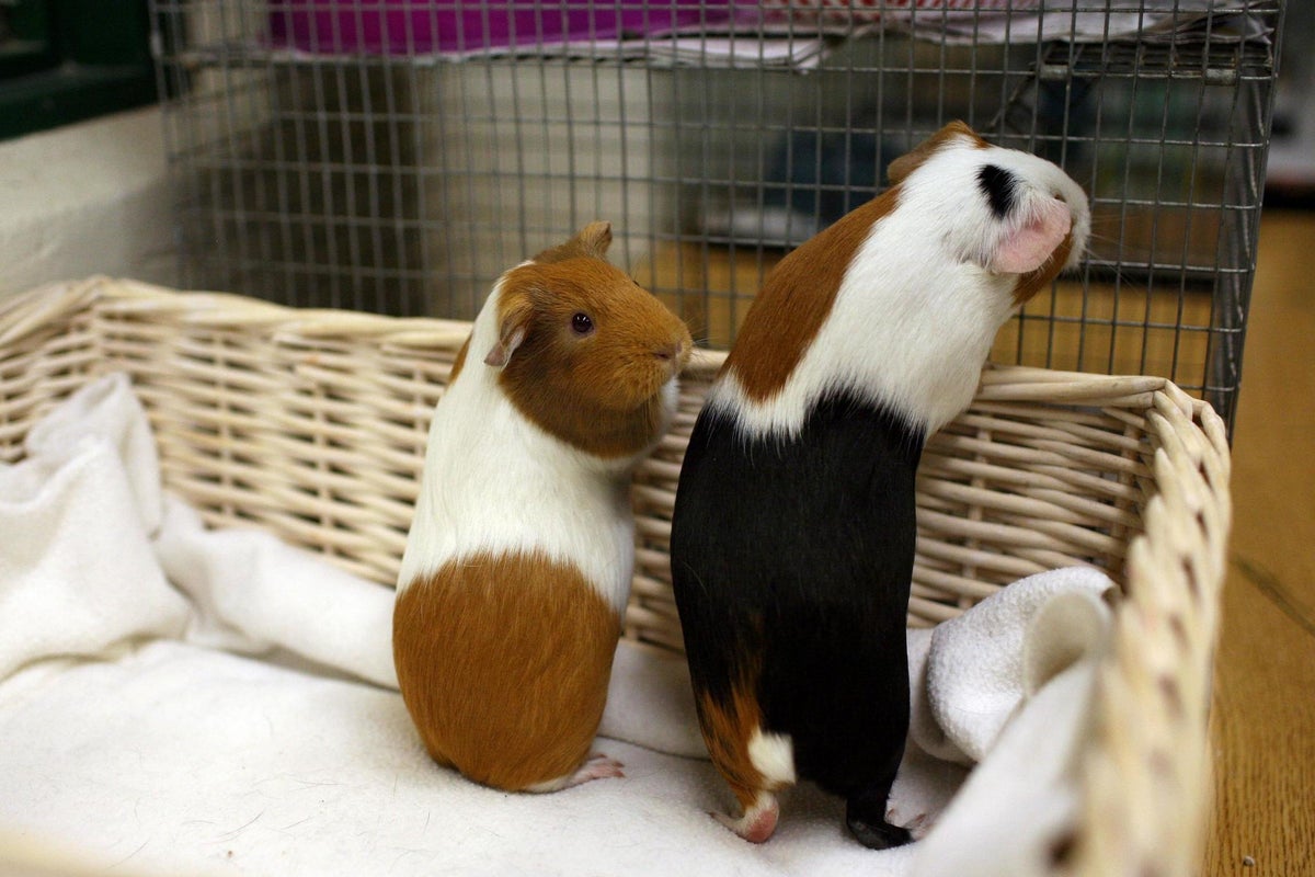 Pet shop owner has stolen guinea pig thrown at him after chasing thieves