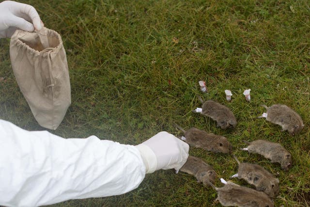 A member of a plague prevention team labels rodents on a grassland in Sichuan province, China