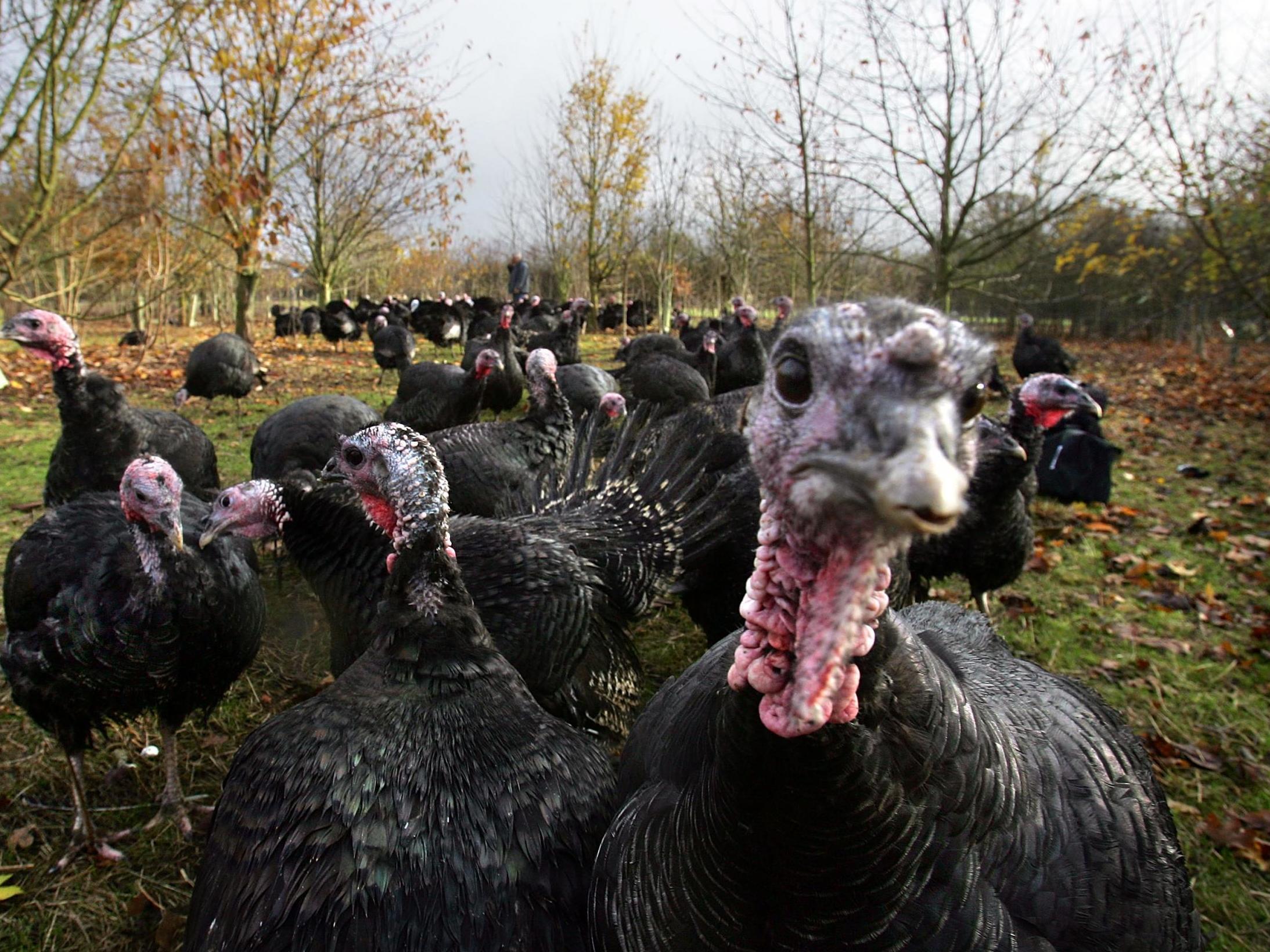 Walkers were stunned to stumble across the 50-strong group of birds