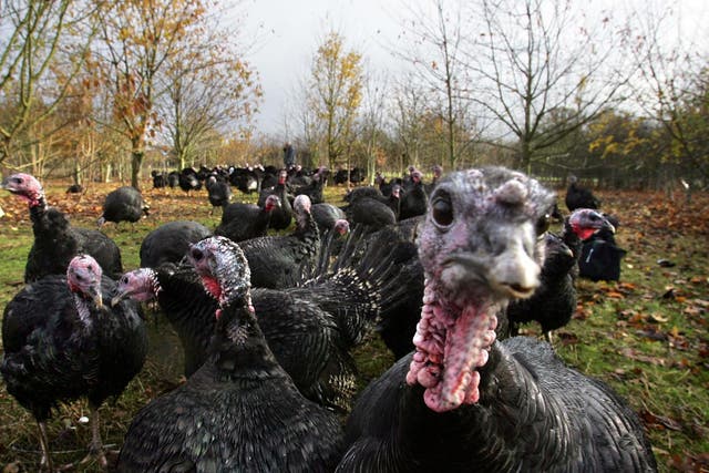 Walkers were stunned to stumble across the 50-strong group of birds