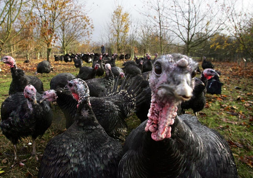 Image result for group of turkeys