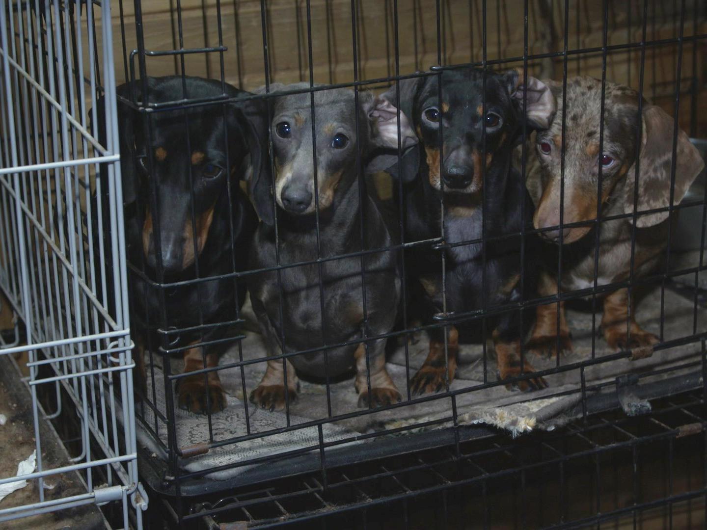 An investigation into suspected illegal dog breeding has seen 101 dogs removed from houses in Greater Manchester