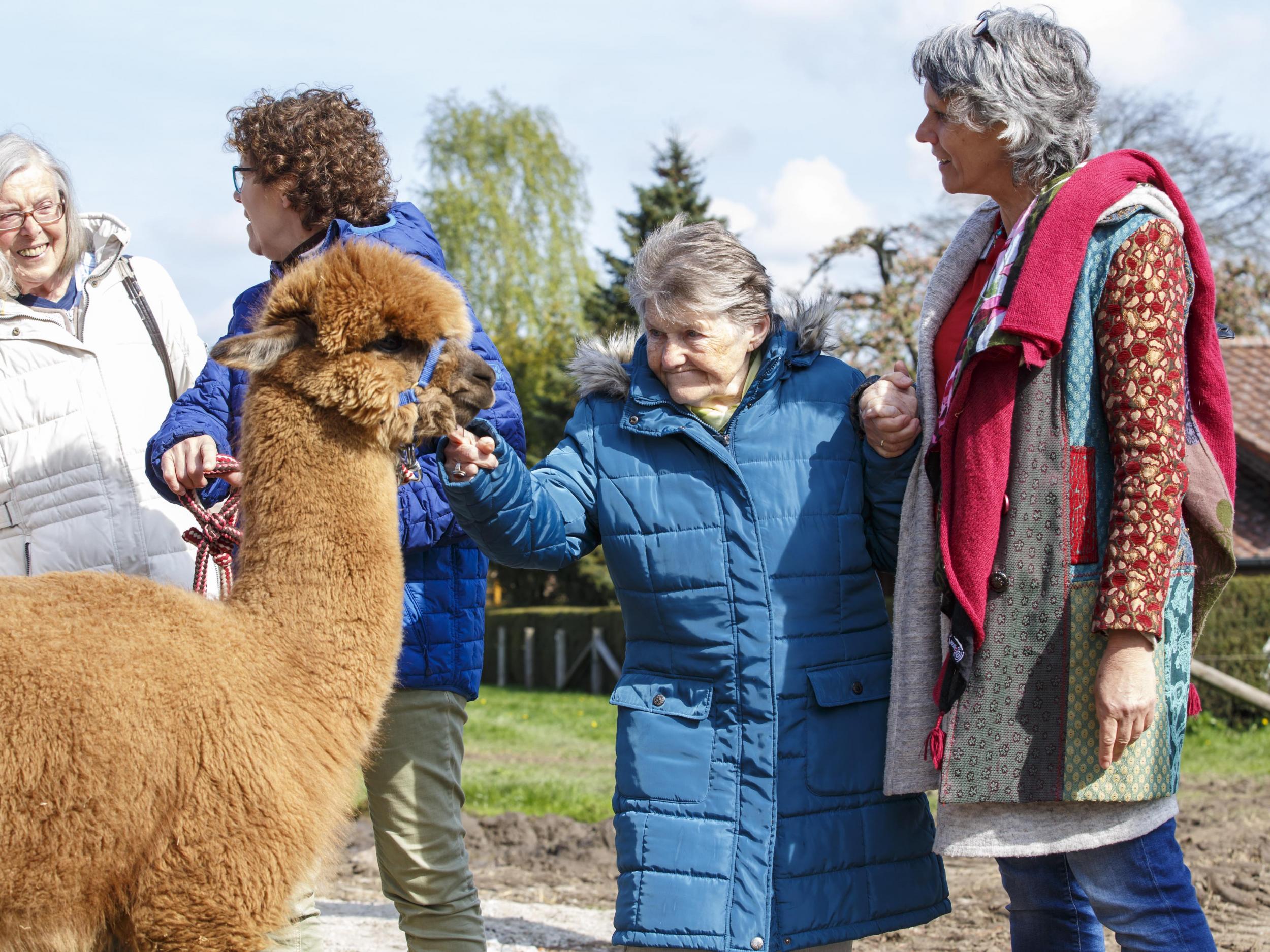 A dementia patient (centre) spends the day at an alpaca farm as therapy