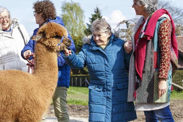 A dementia patient (centre) spends the day at an alpaca farm as therapy