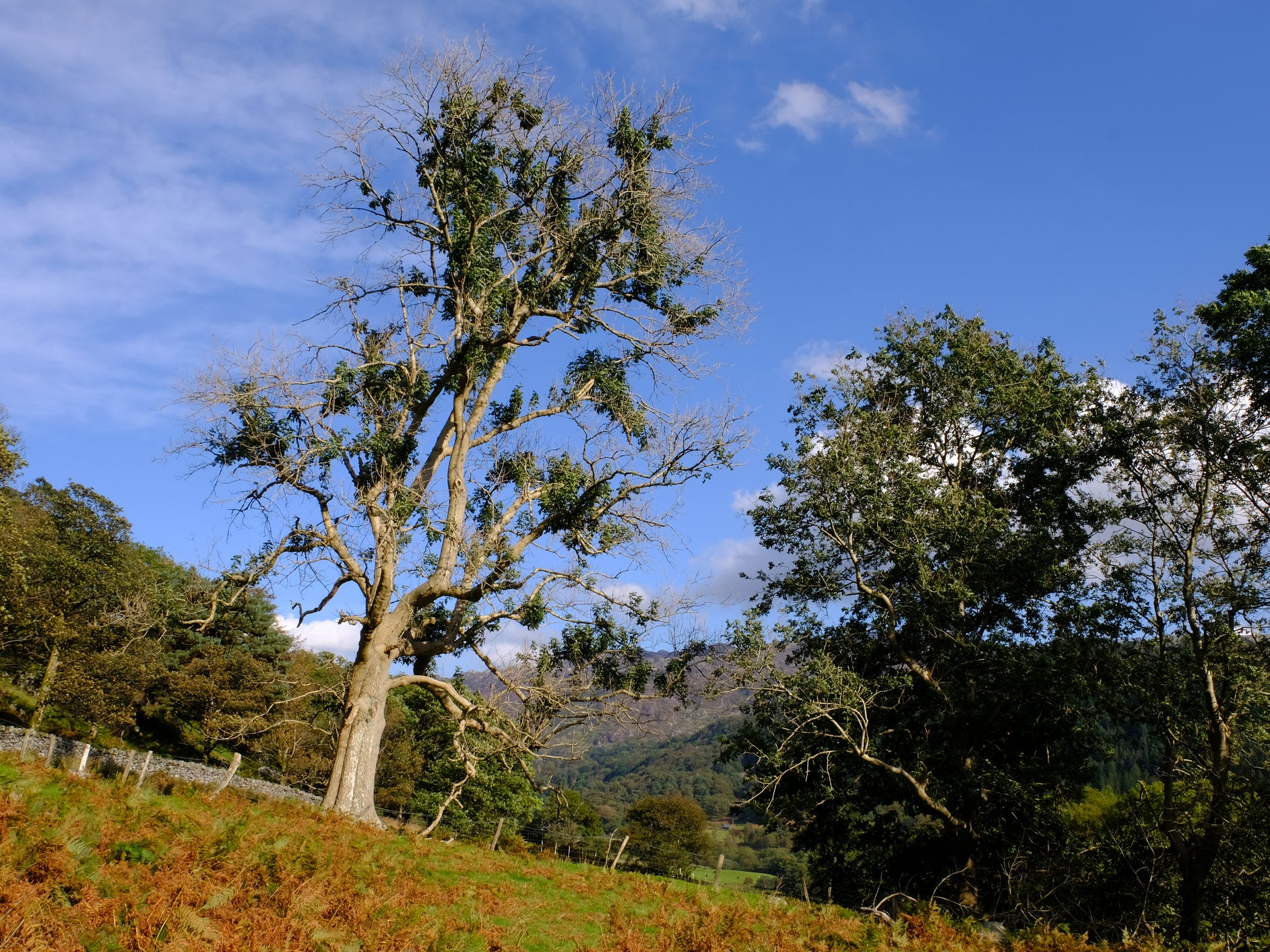 Ash dieback in a mature ash tree in Snowdonia, North Wales