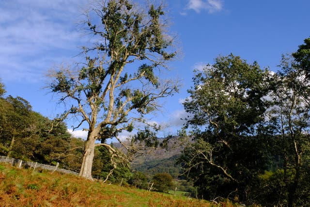 Ash dieback in a mature ash tree in Snowdonia, North Wales