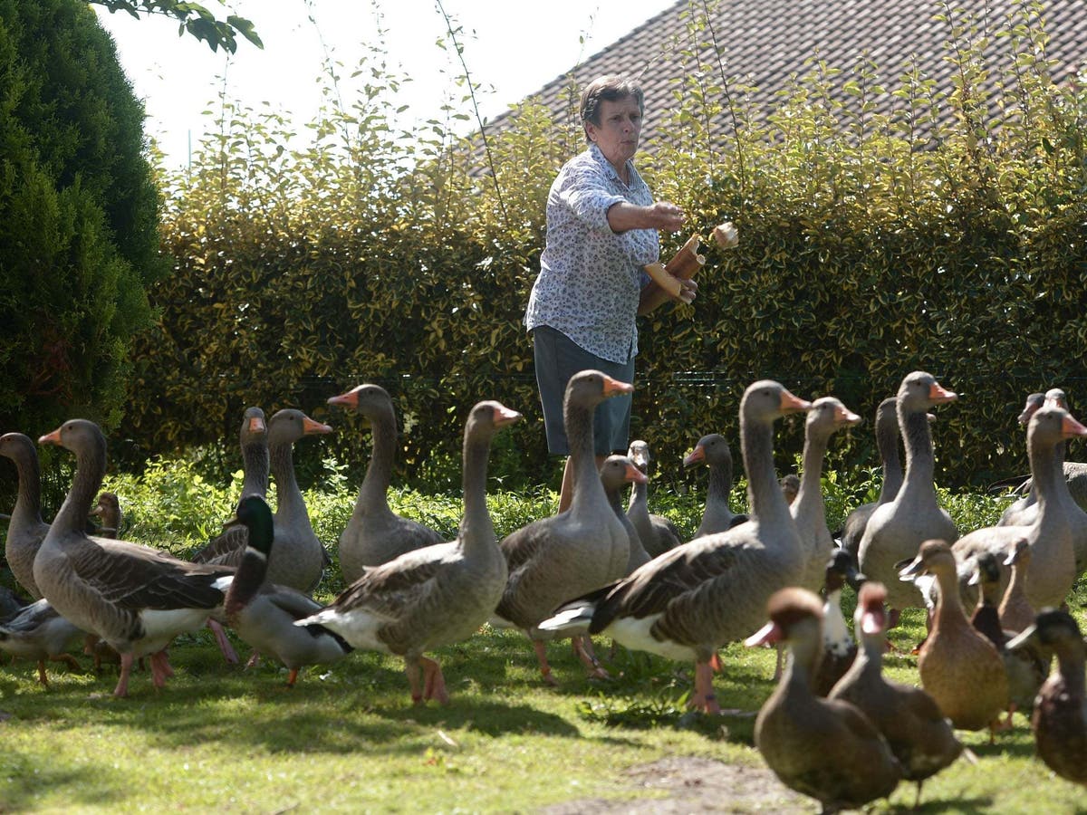 Ducks win court case over loud quacking in French countryside