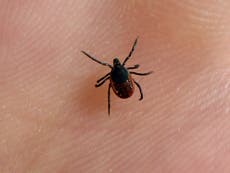 Lyme disease cases spike fourfold as climate crisis spreads ticks