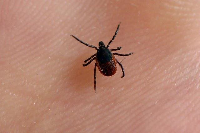 <p>Ticks are spreading in part due to climate change </p>