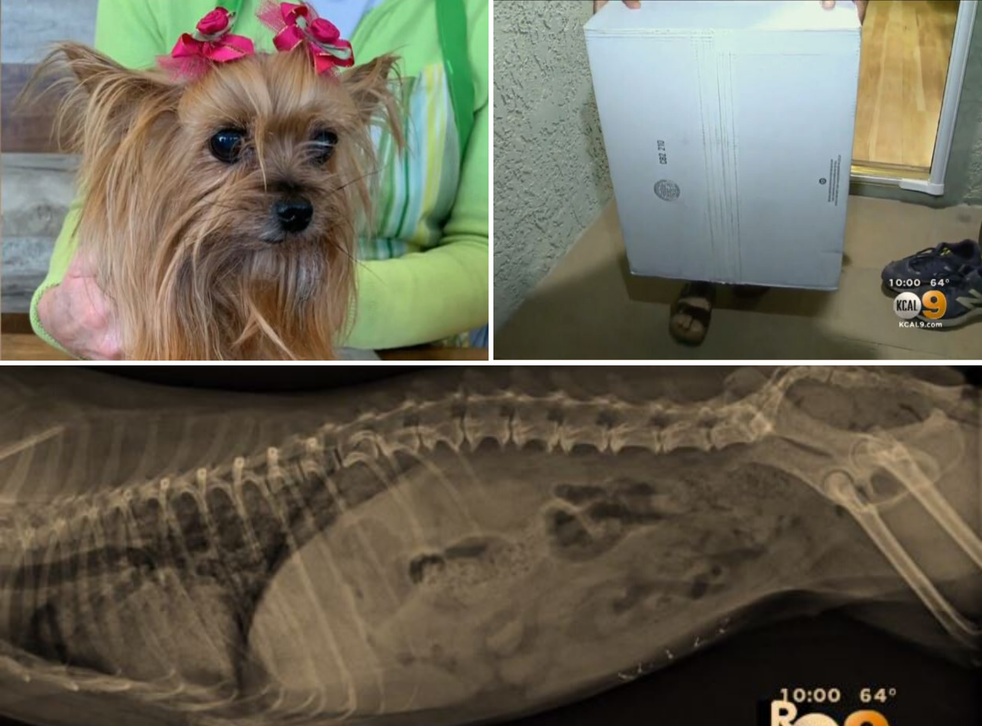 California couple Keiko Napier and Mitchell Galin claim their Yorkshire terrier Cooper had to be put down after she was seriously injured by a FedEx parcel thrown over their garden fence in Venice, Los Angeles.