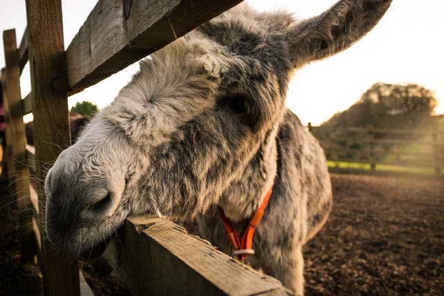 A donkey at The Donkey Sanctuary in Sidmouth, Devon