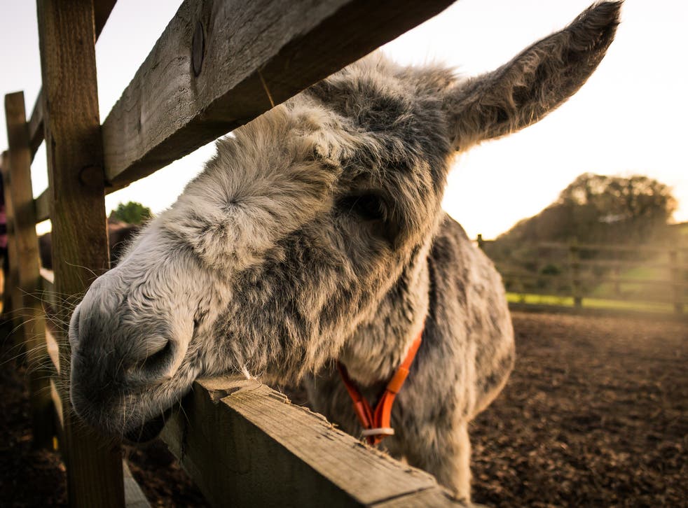 A donkey at The Donkey Sanctuary in Sidmouth, Devon