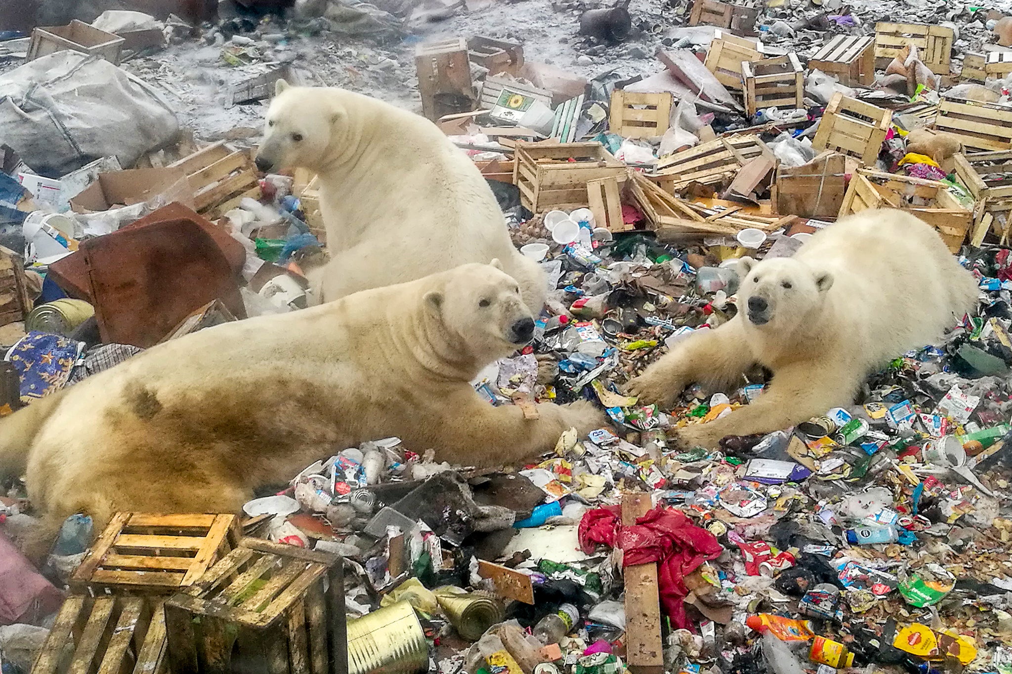 Polar bears driven south by melting ice scavenging for food at a garbage dump in remote Russia