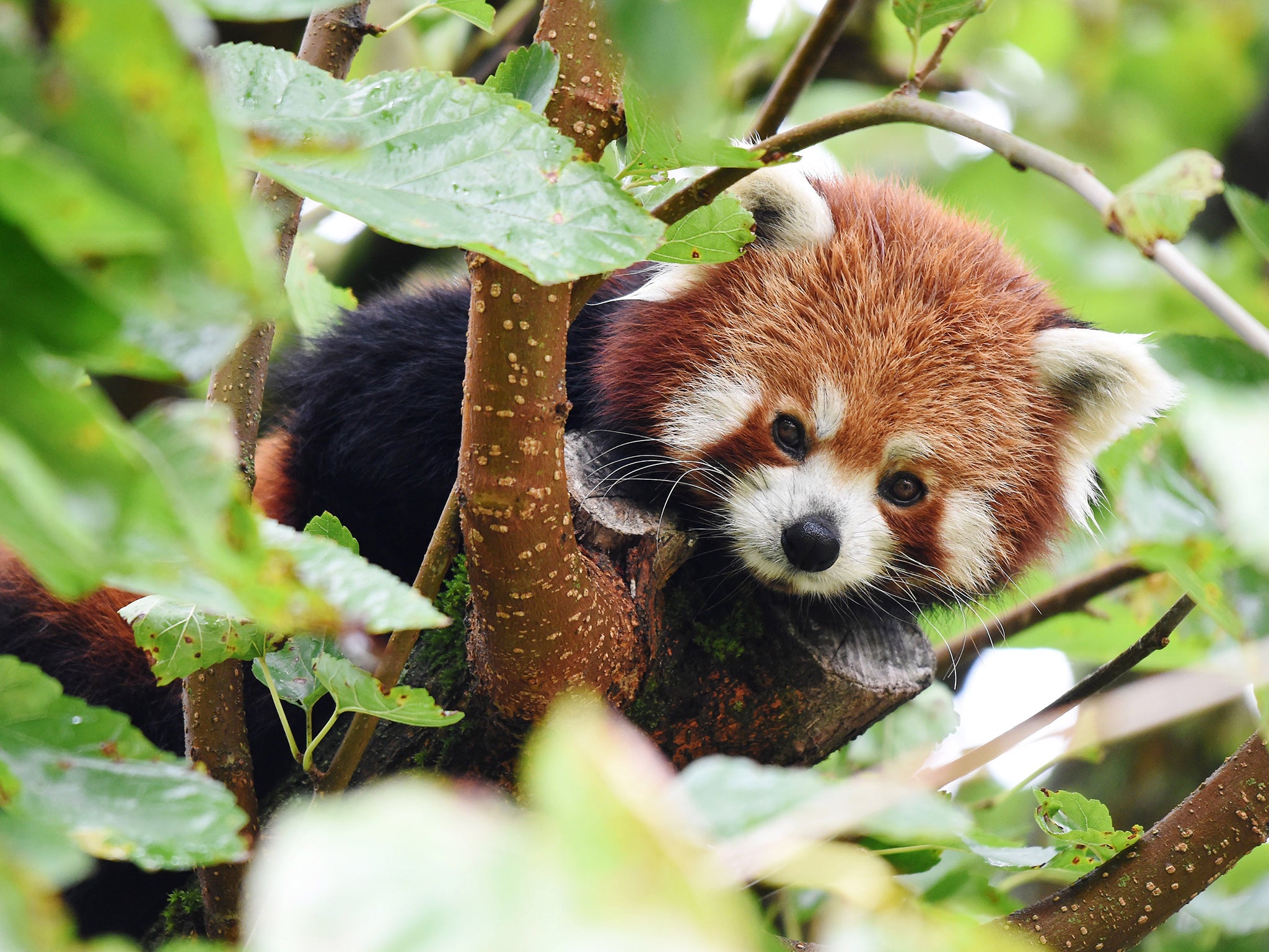 The red panda is the size of a cat (File photo)