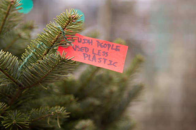 Christmas tree suppliers Pines and Needles has banned fake firs from all of its stores