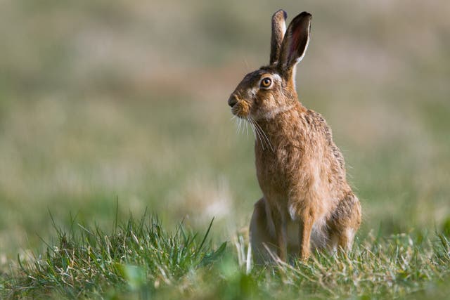 Hares are a problem at Dublin Airport