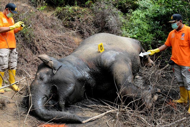 Elephant is thought to have been dead for a week when discovered