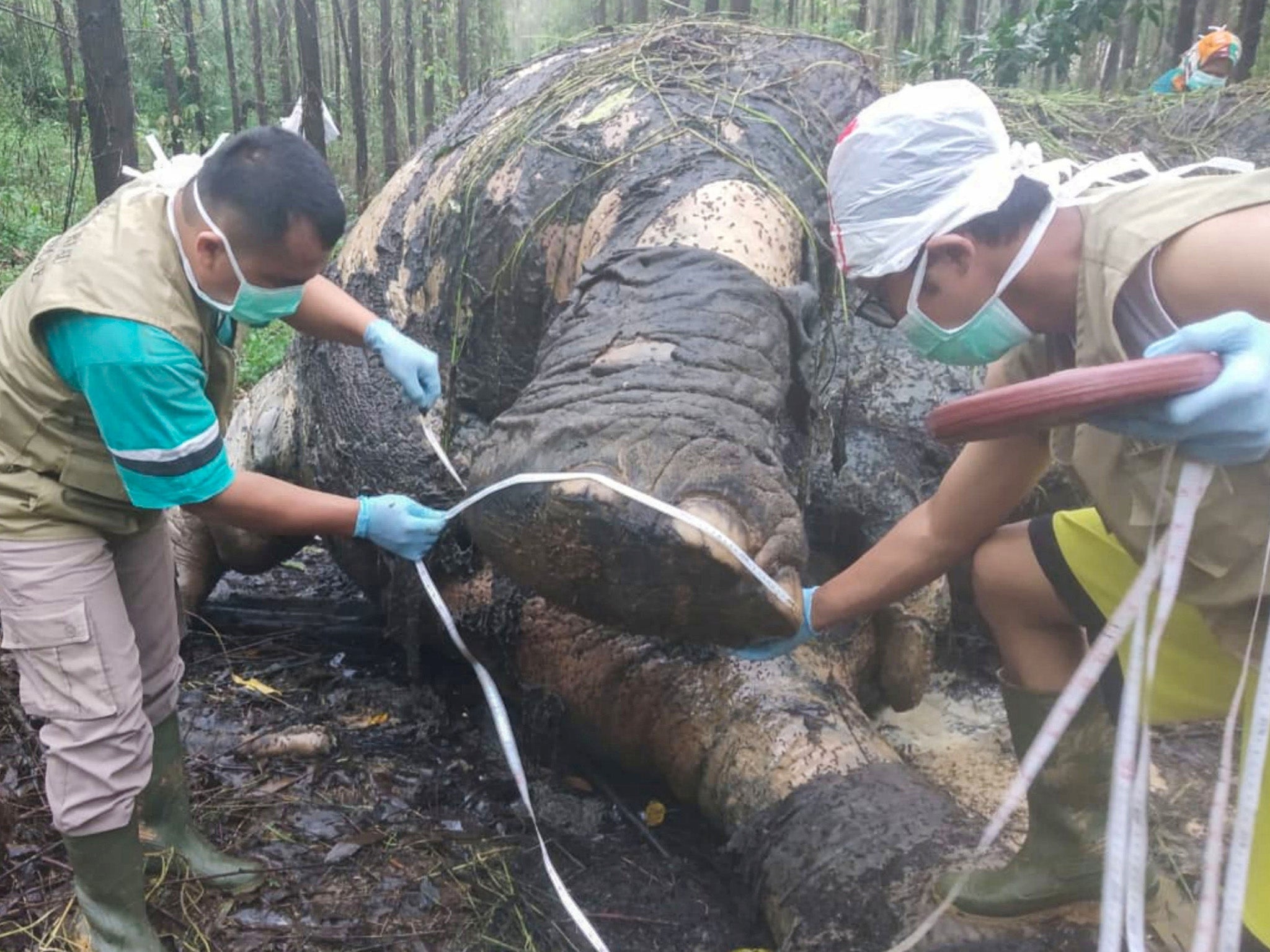 Elephant found in Riau province with its head and tusks removed