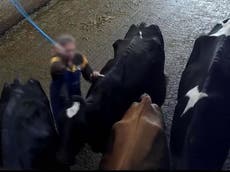 Cows sexually abused, hit and punched at company owned by NFU deputy president, footage shows