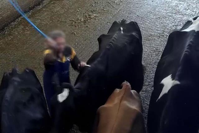 A worker was caught on film hitting the dairy cows with a plastic stick, kicking them and twisting their tails