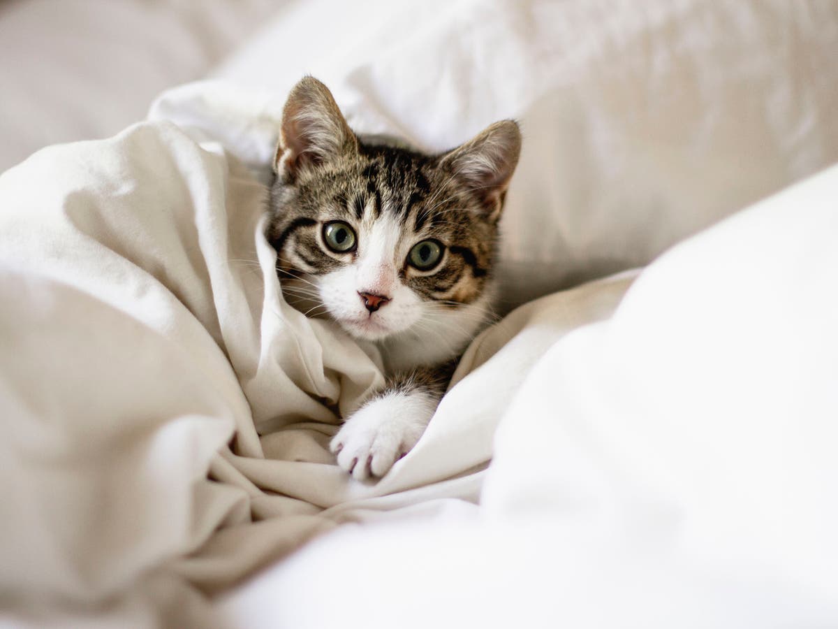 Feline Fine: How To Keep Your Indoor Cat Happy, According To Scientists |  The Independent | The Independent