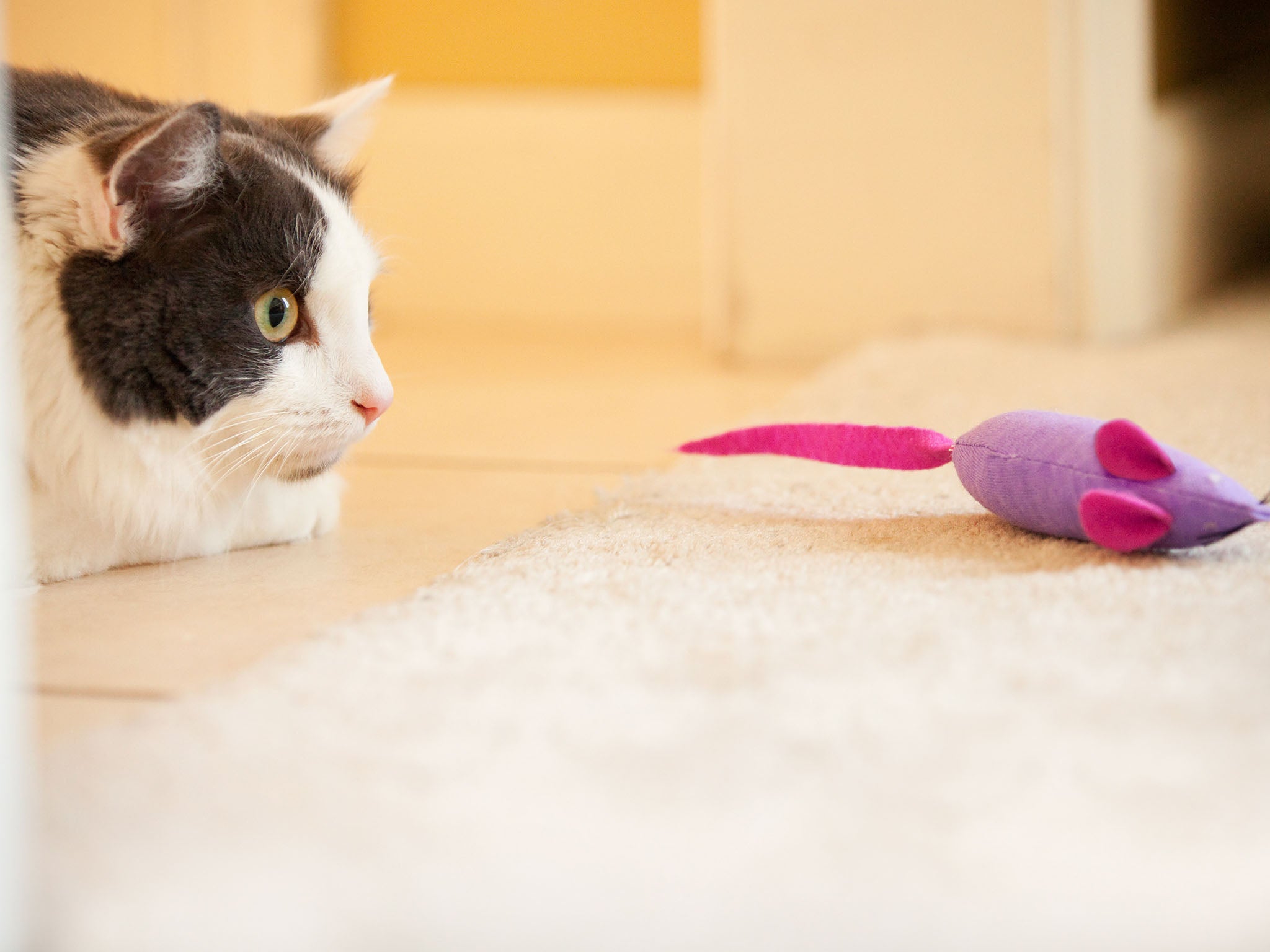 Toys can help simulate the hunting experience for cats in the home
