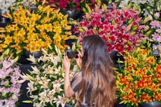 Chelsea Flower Show 2020 to focus on climate crisis